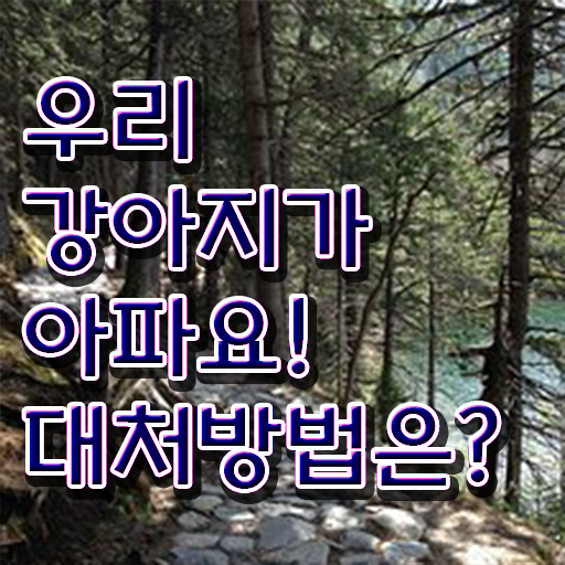  강아지열날때 처치방법 정보 제공 ?!