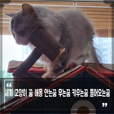 고양이꿈 해몽, 새끼고양이 꿈 아기고양이 태어나는꿈 무는꿈 안는꿈 키우는꿈 태몽