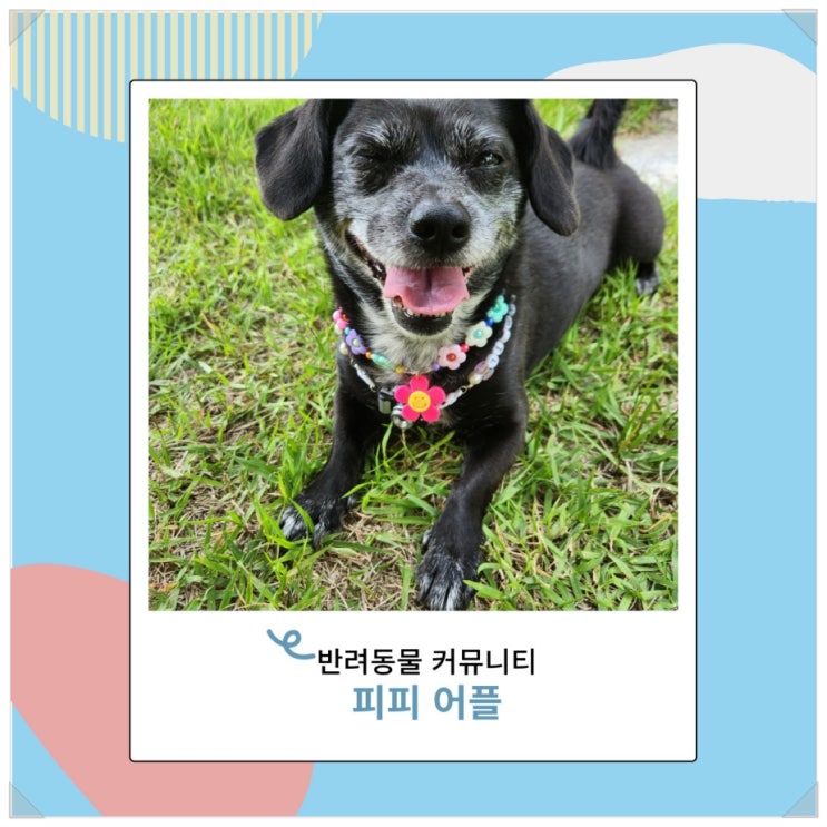 강아지 어플 피피 반려동물 친구 사귀기 강아지 어플 피피 반려동물 친구 사귀기