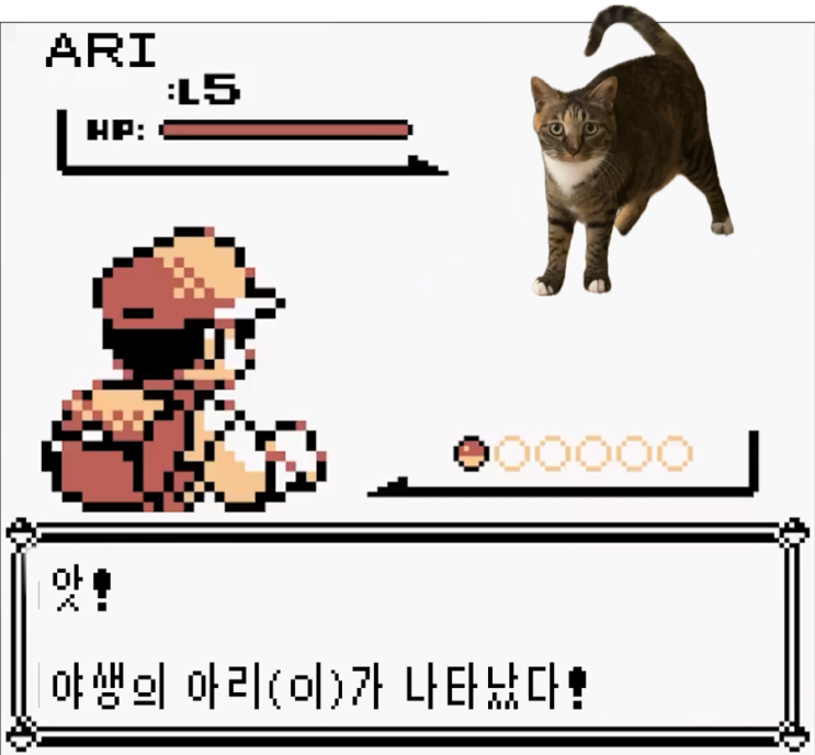  얌전한 고양이와 장난가득한 집사일기
