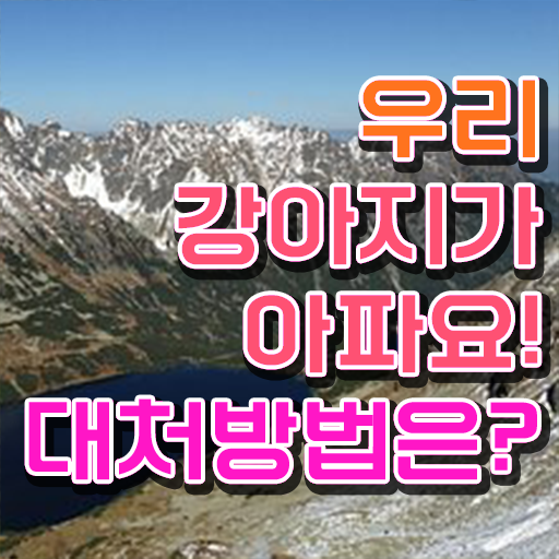  강아지열날때 처치방법 핵심 정보 가득 드려요 ~