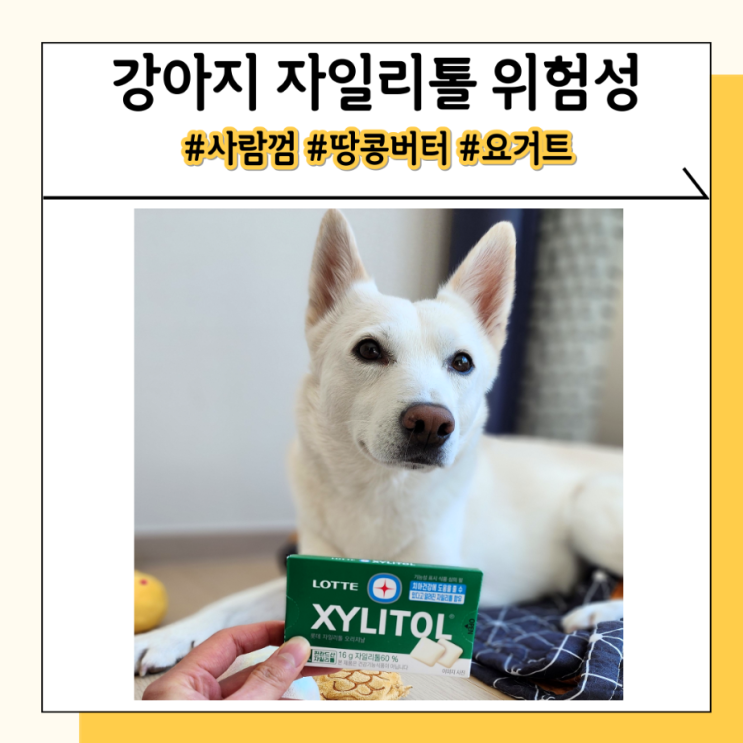 강아지 자일리톨 사람껌 먹으면 당장 동물병원 가세요 강아지 자일리톨 사람껌 먹으면 당장 동물병원 가세요