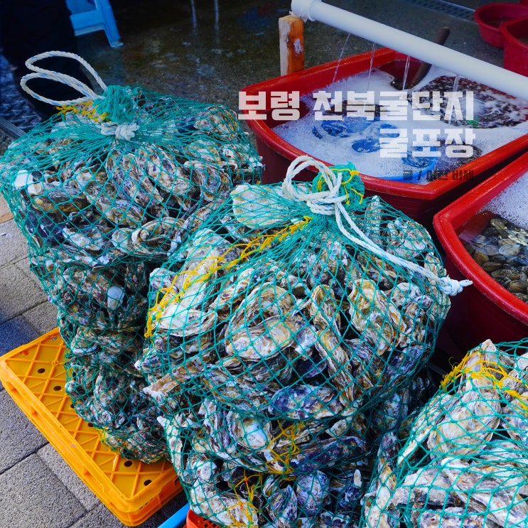  보령 천북굴단지 굴포장, 노다지수산