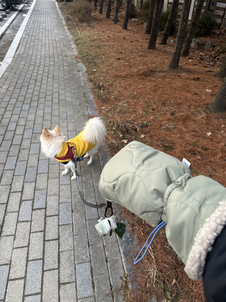  강아지 겨울산책 장갑 추천 프레르 핸드워머 내돈내산