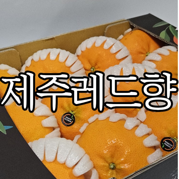  설 명절 선물세트 추천 겨울 제철과일 레드향 땡큐파머스에서 주문후기