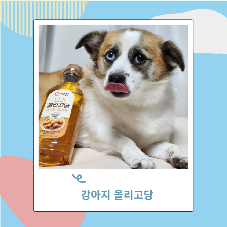 강아지 올리고당 설탕물  꿀 급여시 주의사항