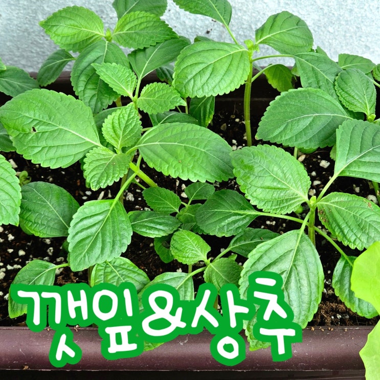  집 베란다에서 다이소 깻잎 상추 키우기 결과