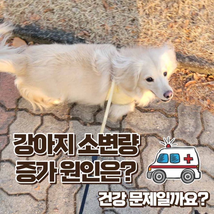  강아지 소변량 증가 건강 문제일까요? 원인과 해결방법은?