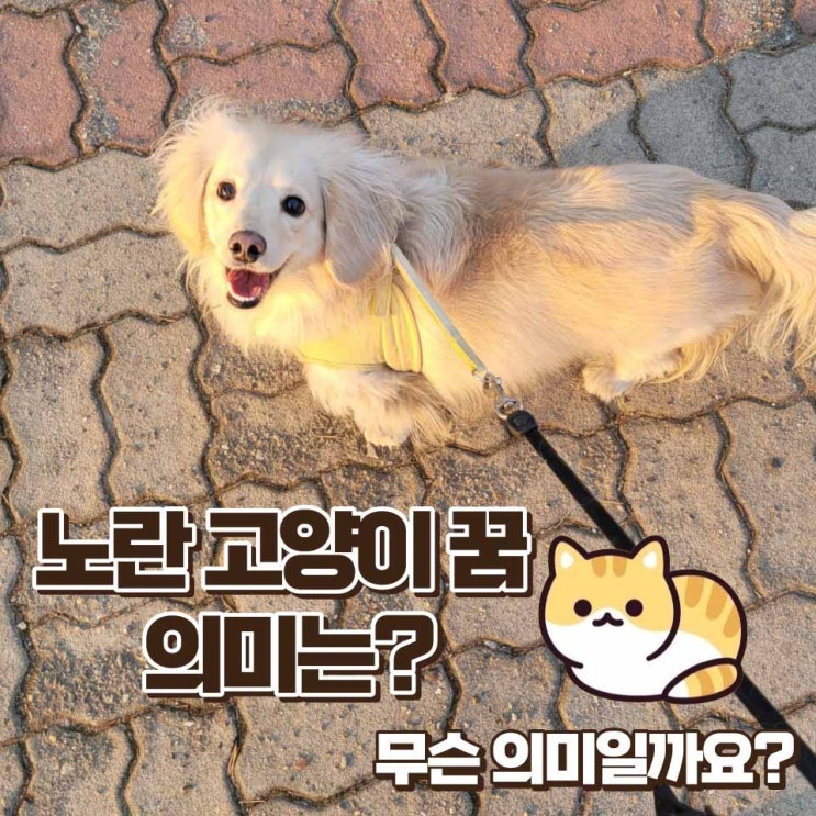  노란 고양이 꿈 의미 부정적인 의미도 있나요?