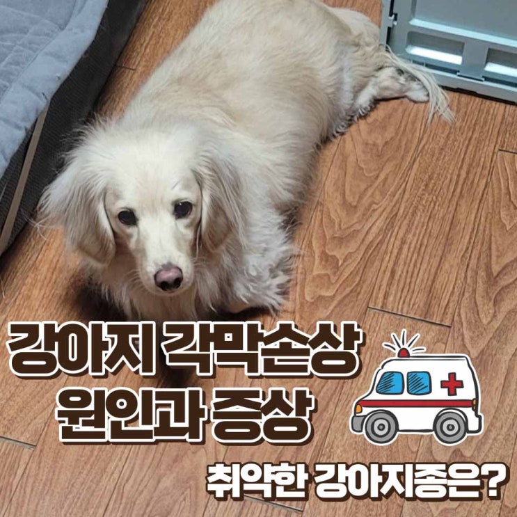  강아지 각막손상 원인과 증상 그리고 취약한 강아지 종은?