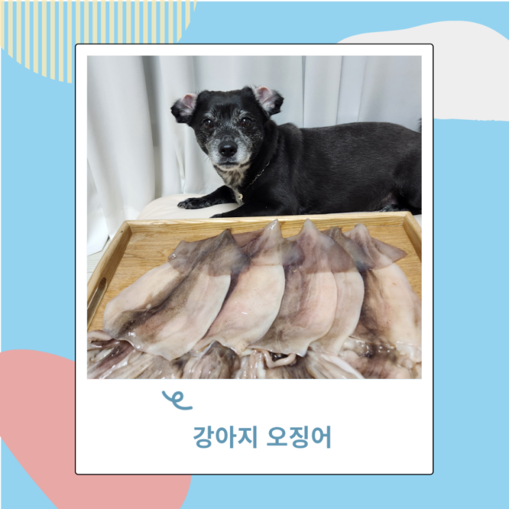 강아지 고양이 오징어 숙회 삶은오징어 간식으로 괜찮아요