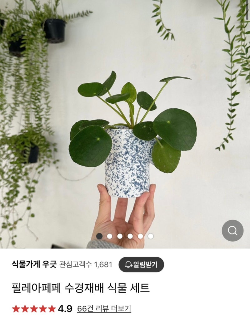 광명식물가게 우굿 원데이클래스 분재의 매력에 빠져보세요