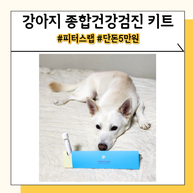 강아지 검진 종합건강검진 비용 부담되면 피터스랩 써보세요