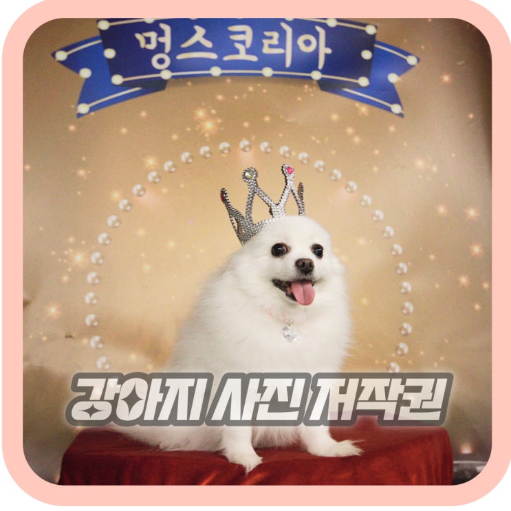  귀여운 강아지 사진 고양이 사진 등 동물 사진에 저작권이 있을까?
