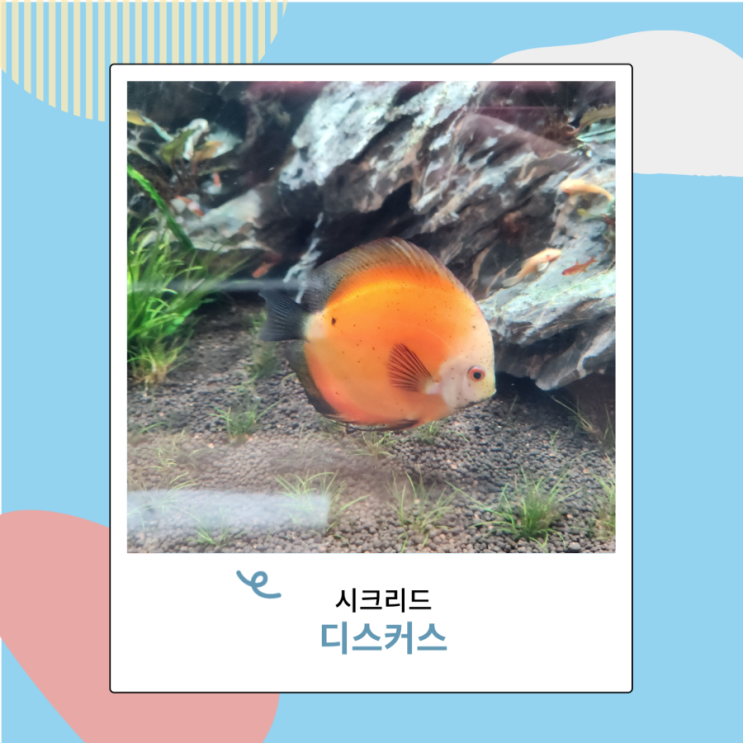 시클리드 관상어 종류 디스커스 물고기 키우기 시클리드 관상어 종류 디스커스 물고기 키우기