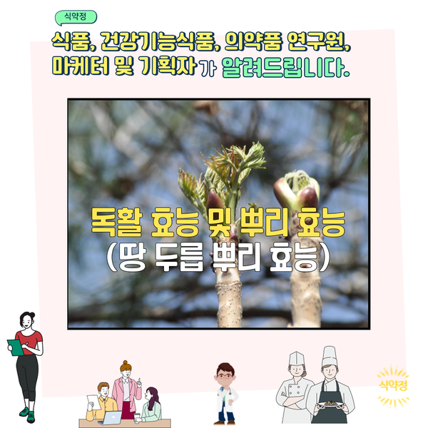  독활 효능 및 뿌리 효능 (땅 두릅 뿌리 효능)