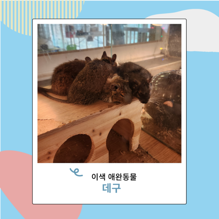 이색 애완동물 칠레 다람쥐 데구 키우기 이색 애완동물 칠레 다람쥐 데구 키우기