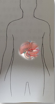  췌장 이자액 생산으로 생명유지 수행하는 췌장1부
