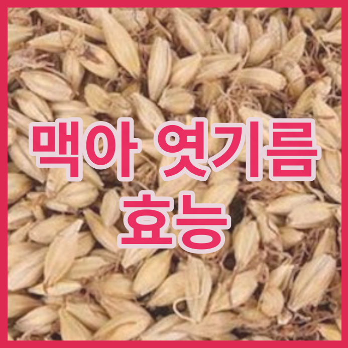  한약재 맥아, 엿기름의 효능. 단유약?