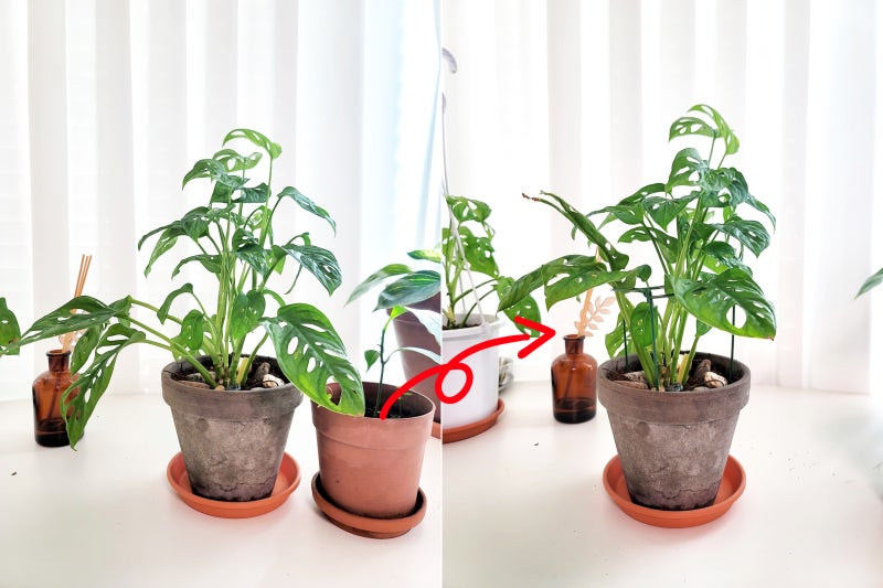 식물기르기 편한 다이소 원예용품 원형 식물지지대 화분지지대