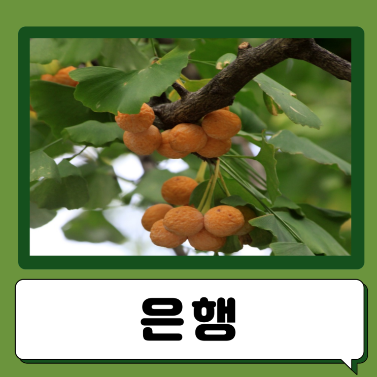  은행 효능 부작용 먹는법 하루 섭취량 은행나무 열매