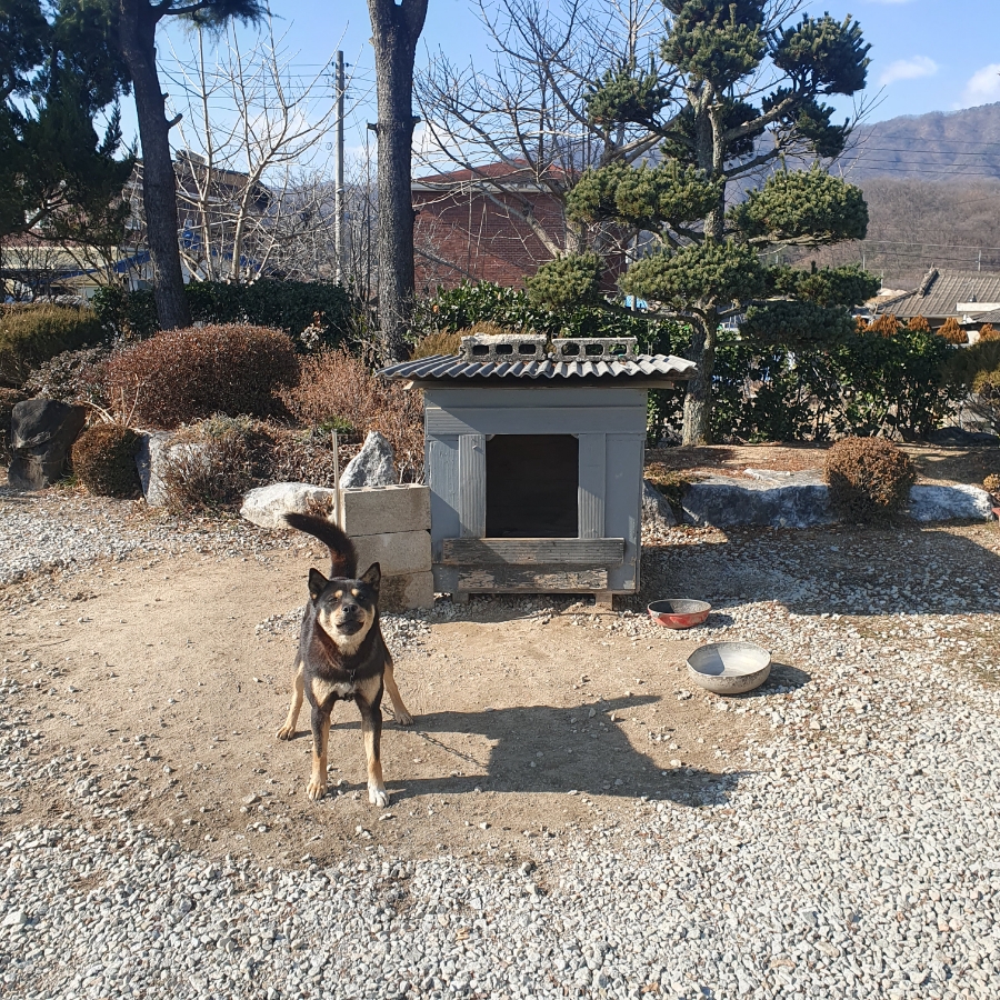 Cheongsansaengori photo 3
