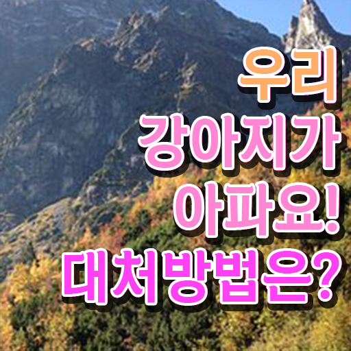  강아지 열날때 증상 대처방법 정보꾸러미 .