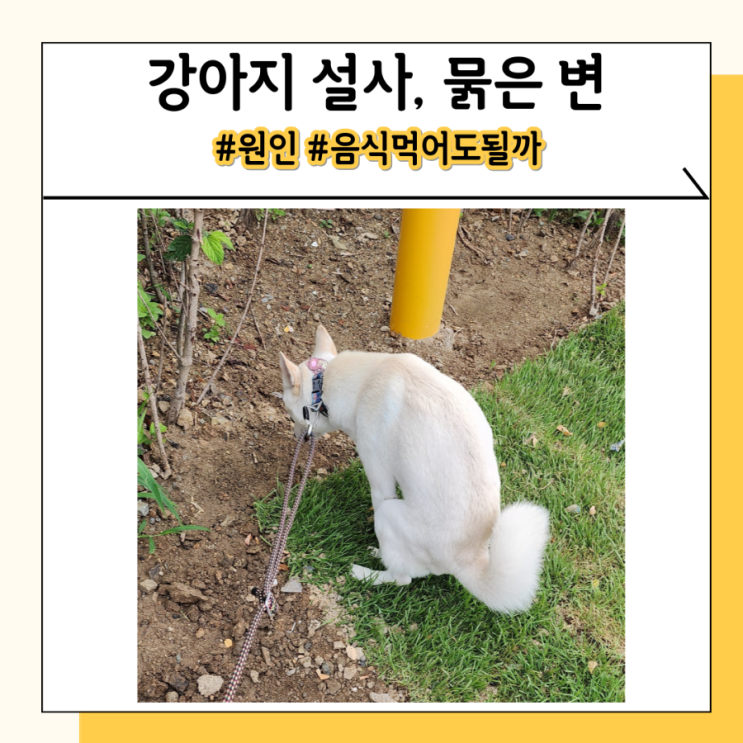 강아지 설사할때 음식 죽 사료 원인 총정리해 드립니다 강아지 설사할때 음식 죽 사료 원인 총정리해 드립니다