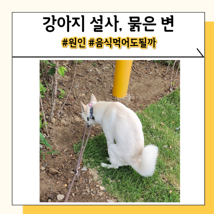 강아지 설사할때 음식 죽 사료 원인 총정리해 드립니다