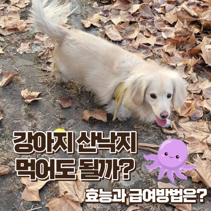  강아지 산낙지 먹어도 될까요? 낙지 효능과 급여방법 및 알러지 증상