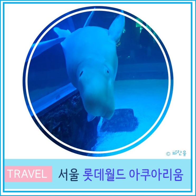  서울 잠실 실내 데이트 추천 롯데월드 아쿠아리움 주차 가격 안내 벨루가 후기