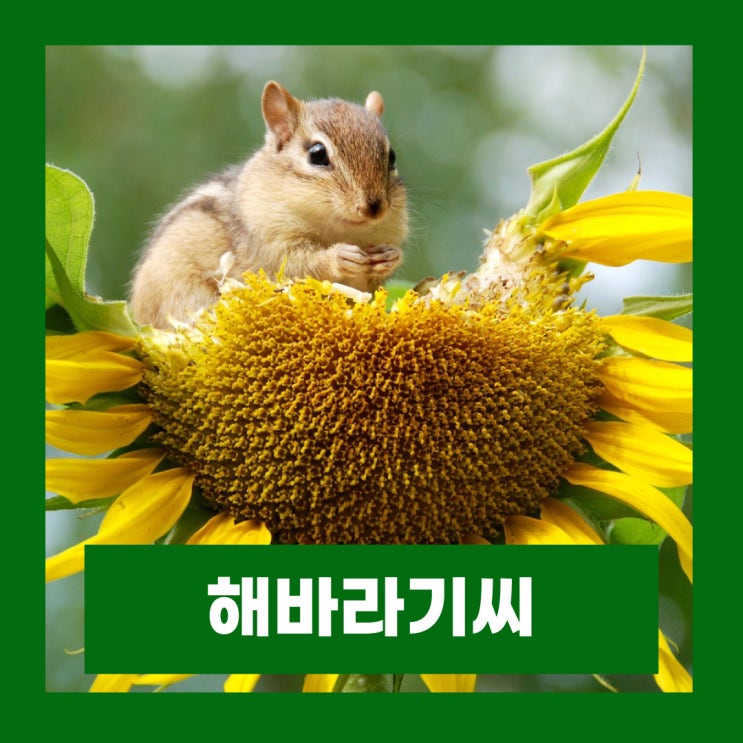  해바라기씨 효능 부작용 칼로리 하루 권장 섭취량