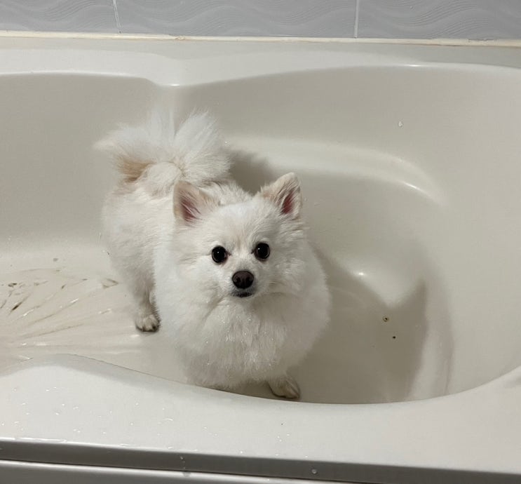강아지 샤워의 중요성과 주기, 그리고 목욕 방법에 대해서