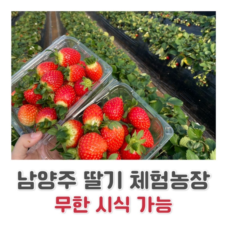  남양주 송촌리 딸기체험 / 무료 시식 가능 / 딸기농장 