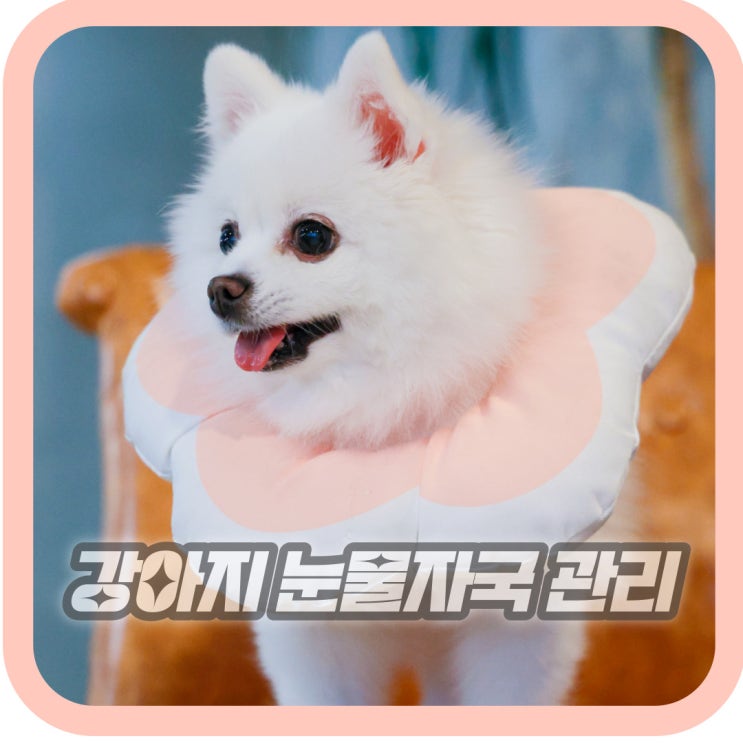 강아지 붉은 눈물자국 원인 및 관리법 총정리