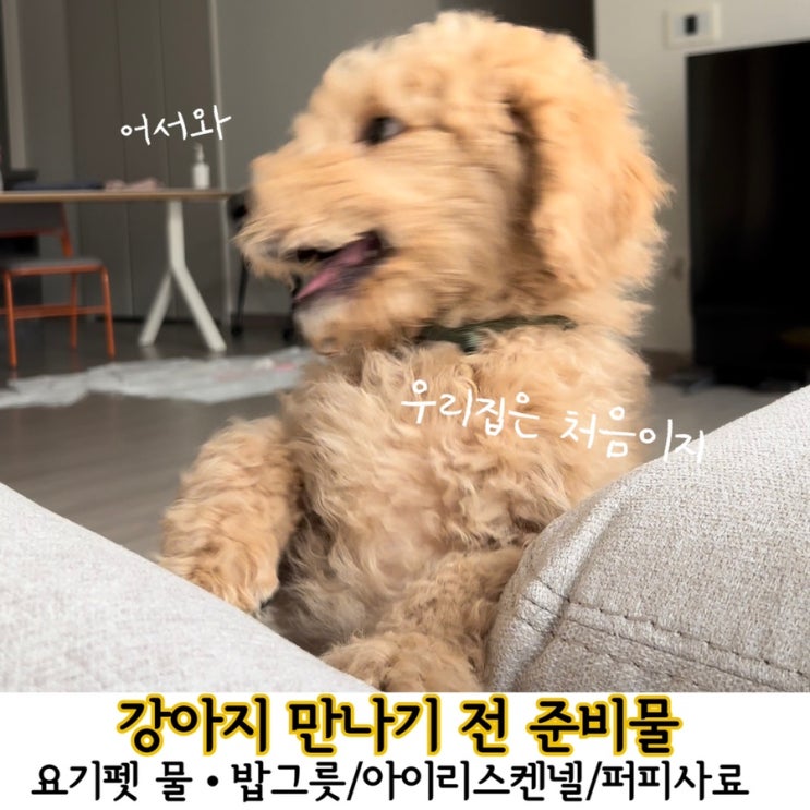  중대형견 분양전 준비물 요기펫 물그릇 밥그릇 후기