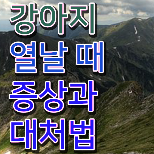  강아지열날때 처치방법 핵심 정보 가득 ~