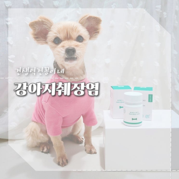  강아지 췌장염 원인 예방 증상 관리 애견 영양제 본아페티