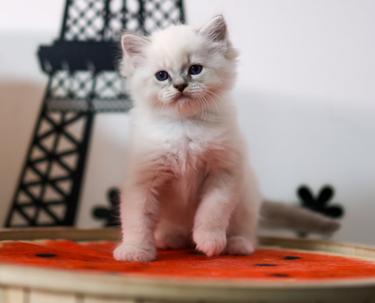  랙돌 캐터리 뜻, 렉돌 성격과 특징 고양이 분양 정보