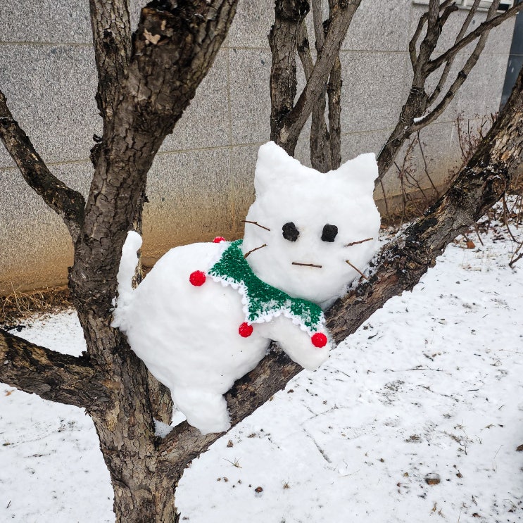  귀여운 고양이 눈사람 만들기 눈 내리는 날 반려묘 산책 나들이