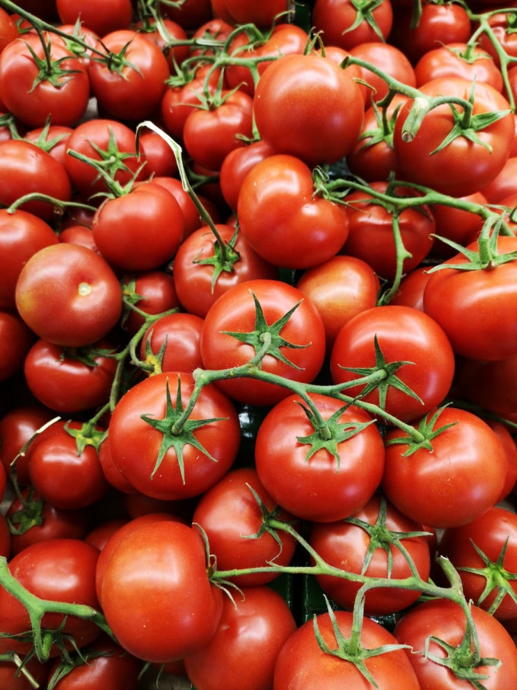 토마토의 효능 5가지