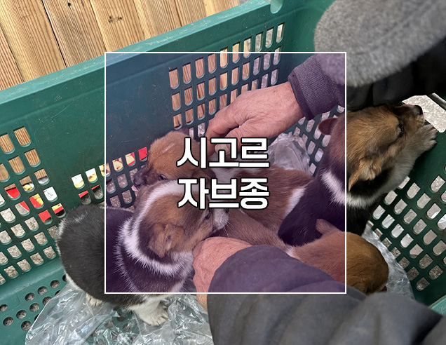  시고르자브종 뜻 의미 성향 건강 분양방법에 대하여..