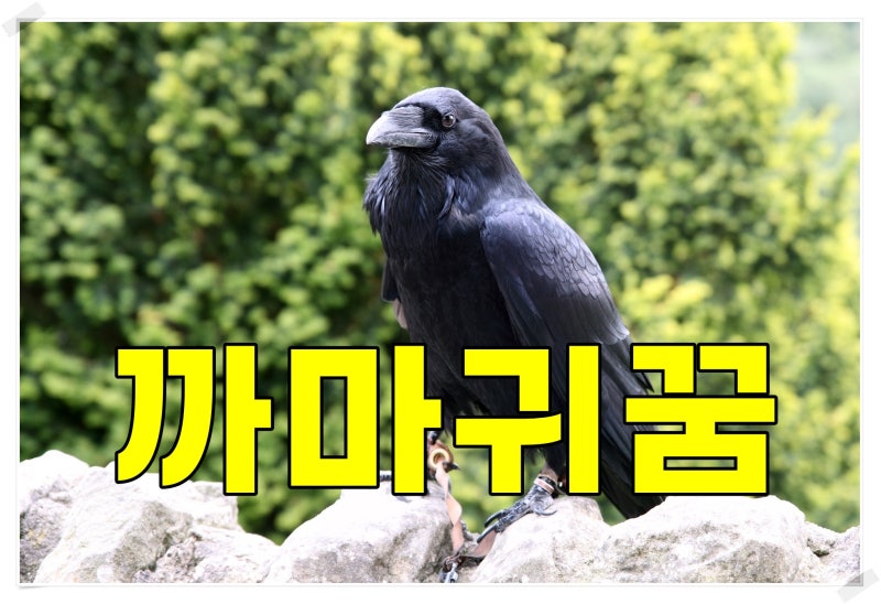 까마귀 꿈 까마귀떼 꿈 까마귀 물리는 죽이는 잡는 날아가는 꿈해몽