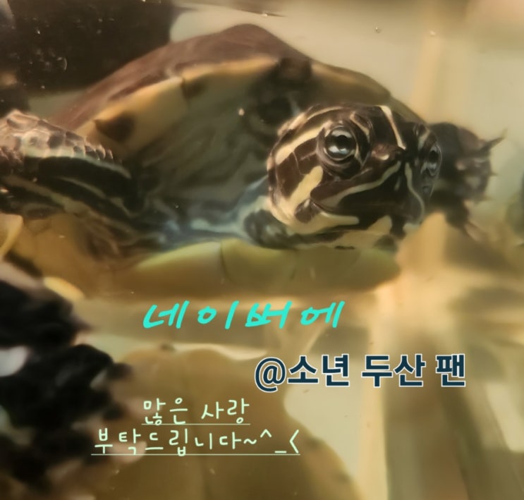 9편 오타니 쇼헤이 포스팅 (SP, DH 선발<b>투수</b>, 지명<b>타자</b>, 투타... 