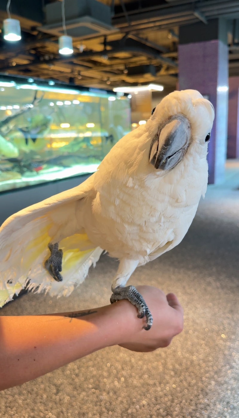 앵무새 코카투 엄브렐라 왕관 종류 특징 수명과 분양 가격 키우기 방법 : 네이버 블로그