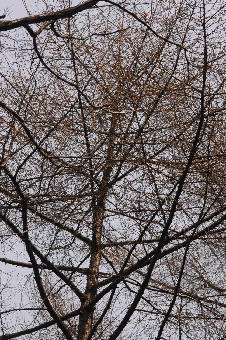 일본잎갈나무