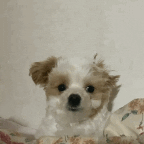  강아지 눈치보는 이유, 말티푸 호두의 불안한 눈빛