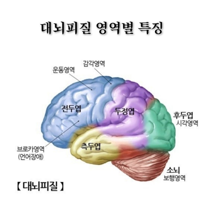 대뇌피질 영역별 특징 (두정엽, 전두엽, 측두엽, 후두엽) : 네이버 블로그