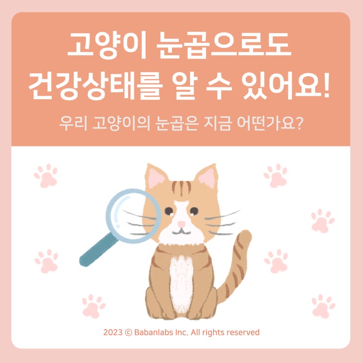  평택고덕동물병원 고양이 눈꼽 상태로 알아보는 고양이 건강정보