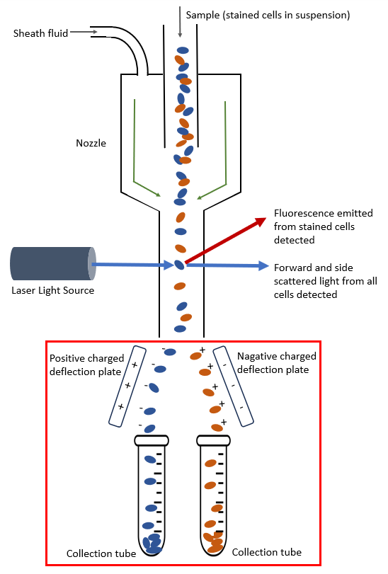[기초다지기] Flow Cytometry (유세포분석) & FACS 차이점 및 Applications : 네이버 블로그